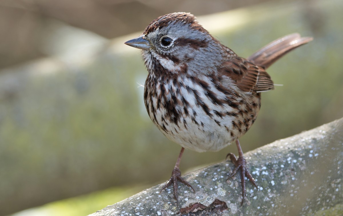 Song Sparrow - ML631805615