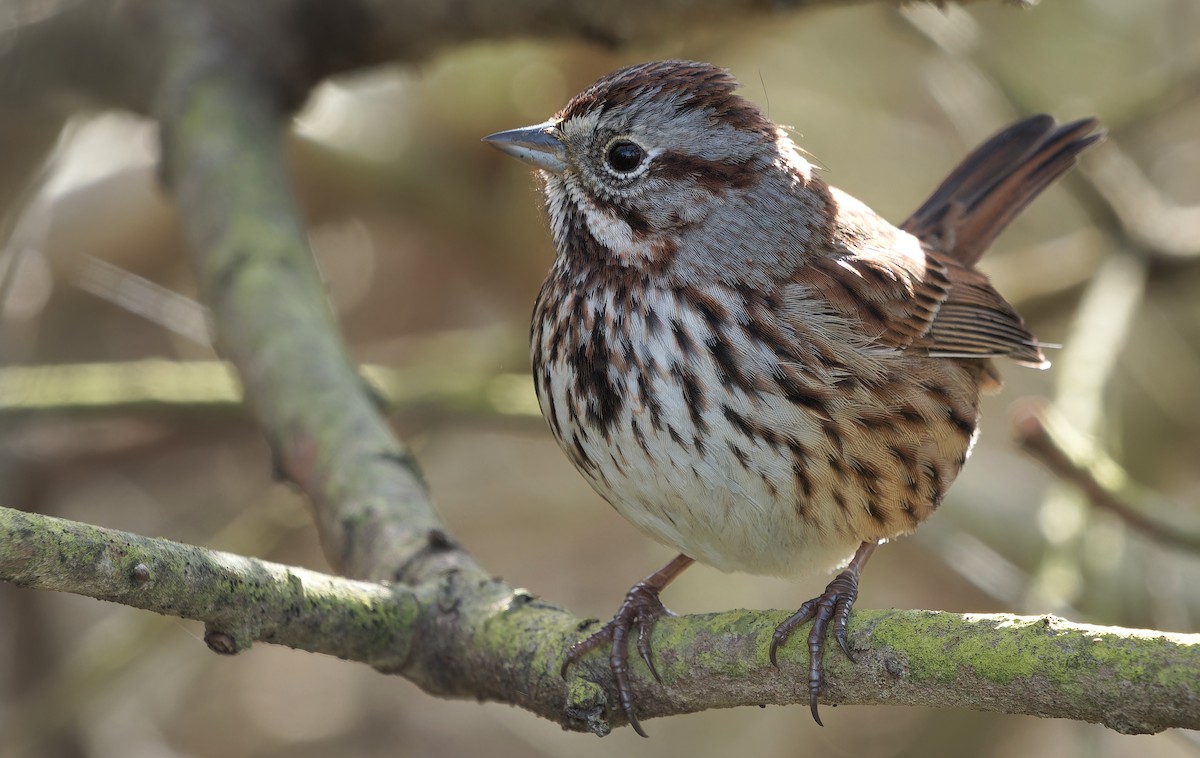 Song Sparrow - ML631805616