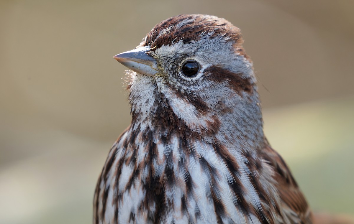 Song Sparrow - ML631805617