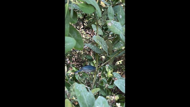 Bicolored Conebill - ML631805784