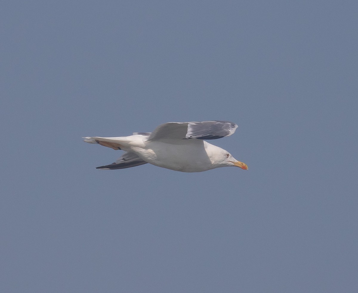 Yellow-legged Gull - ML631805818