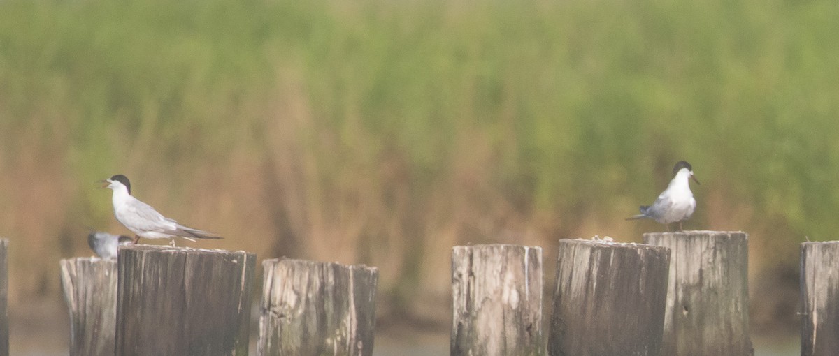 Common Tern - ML631805828