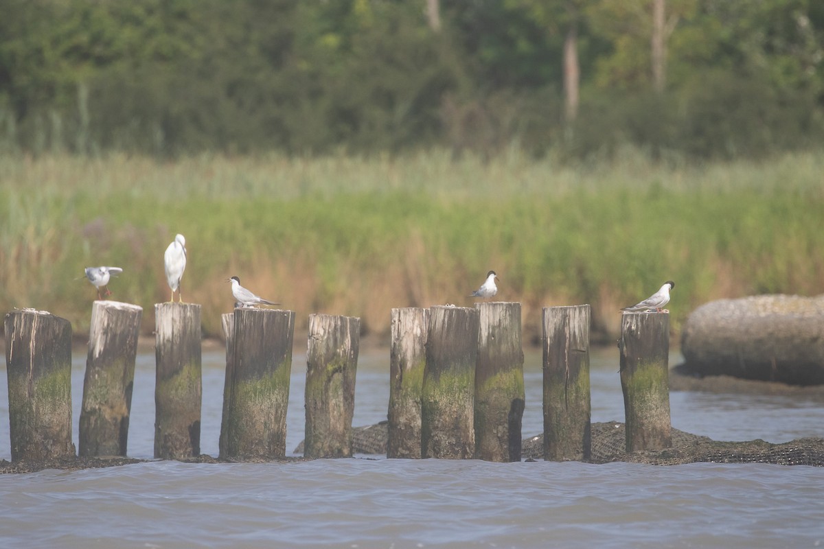 Common Tern - ML631805830