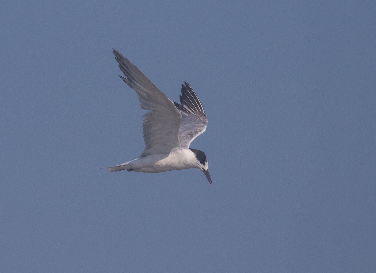 Common Tern - ML631805834
