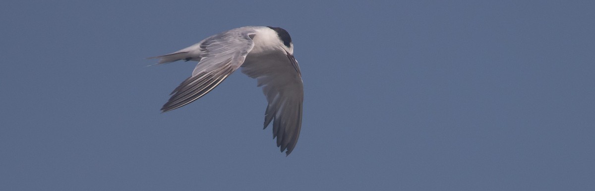 Common Tern - ML631805835