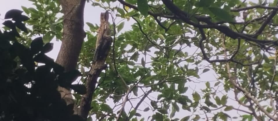 Northern Potoo - ML631806032