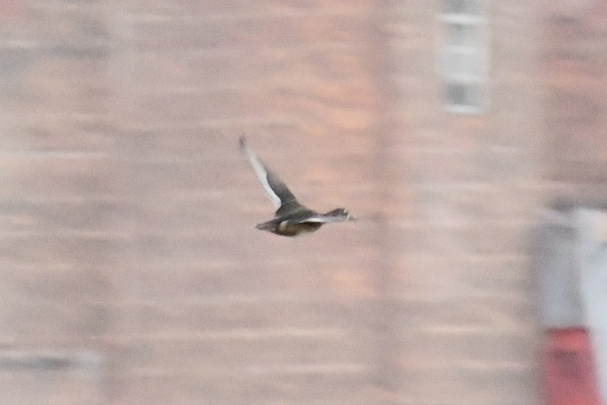 Ring-necked Duck - ML631806058