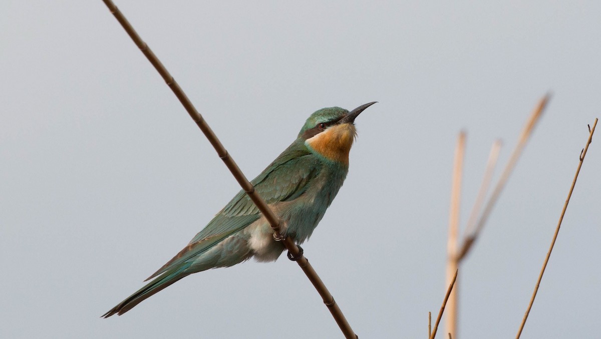 Blue-cheeked Bee-eater - ML631806280