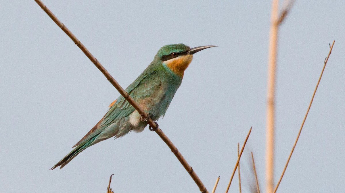 Blue-cheeked Bee-eater - ML631806281