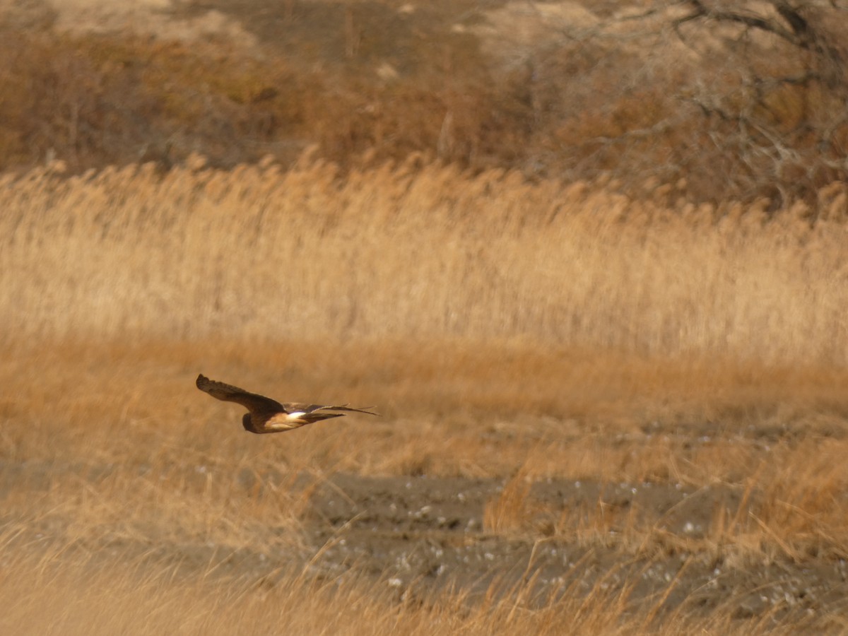 Northern Harrier - ML631806498