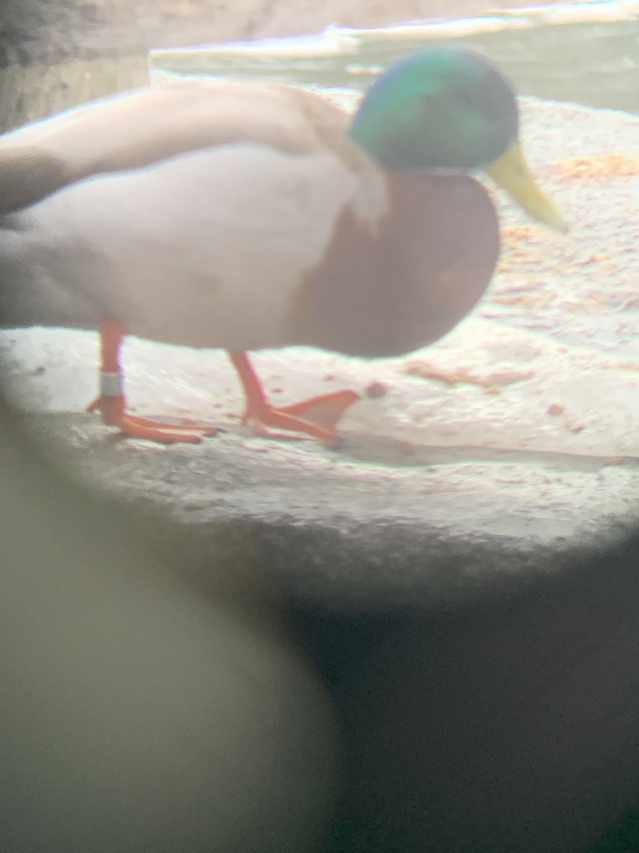 Зэрлэг нугас - ML631806749