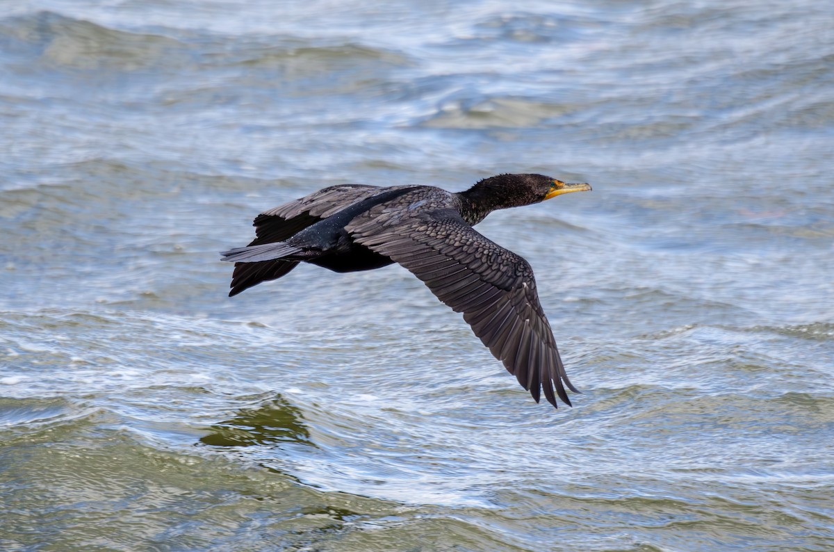 Double-crested Cormorant - ML631806824