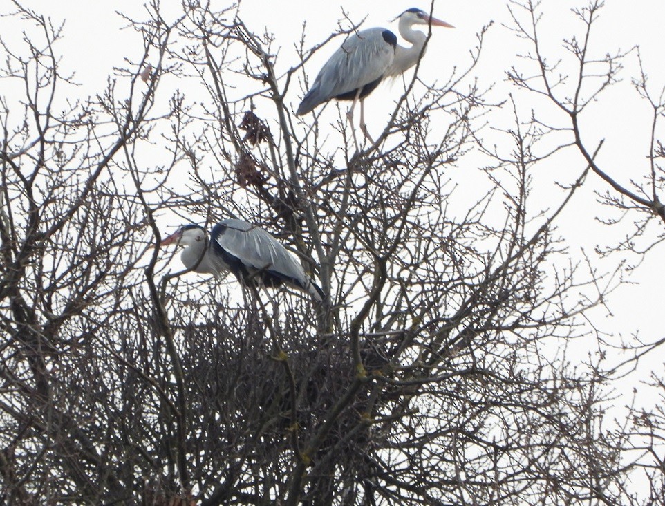 Хөх дэглий - ML631807120