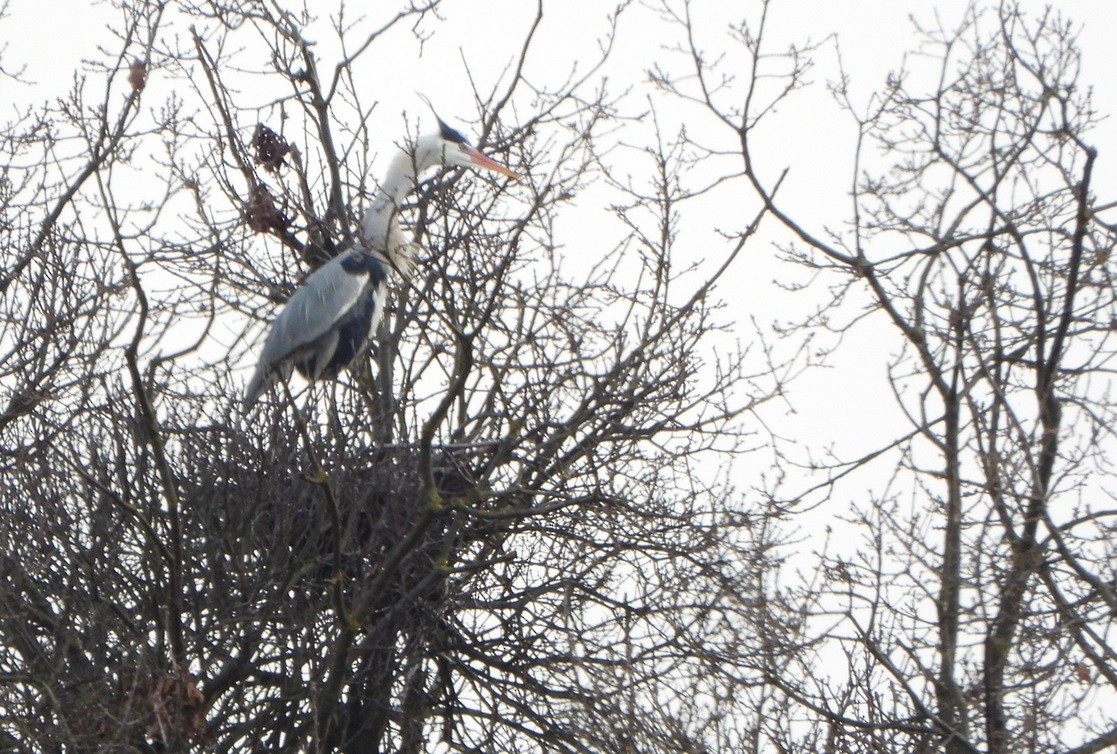 Хөх дэглий - ML631807121