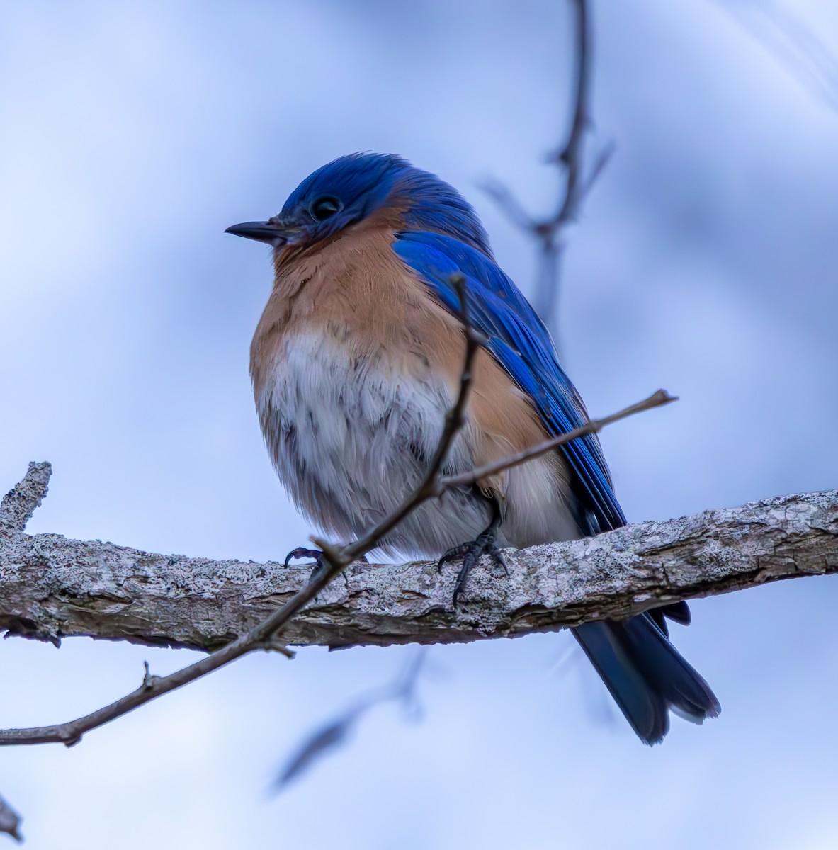 Eastern Bluebird - ML631807841