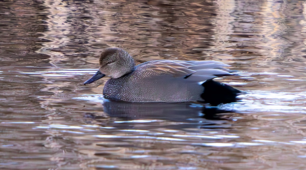 Gadwall - ML631807866