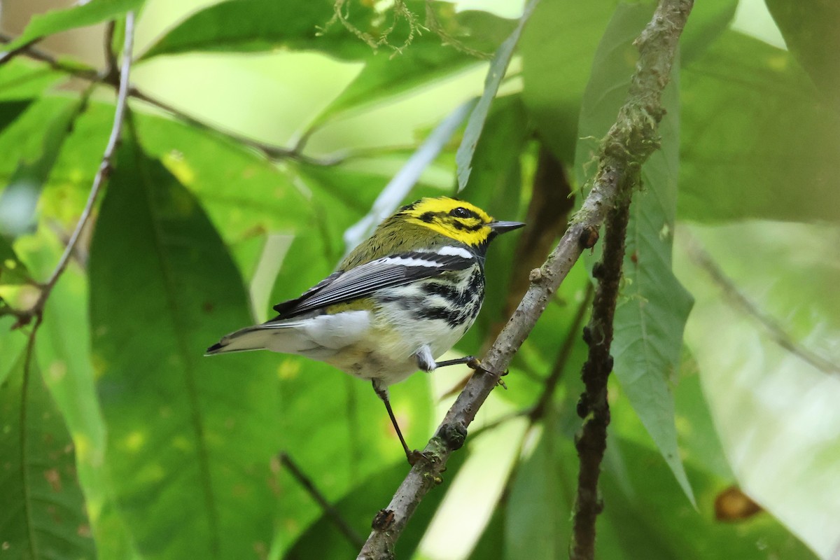 Townsend's x Black-throated Green Warbler (hybrid) - ML631807932