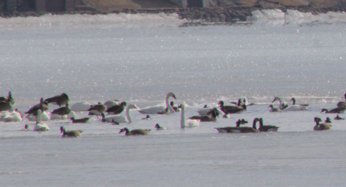 Trumpeter Swan - ML631808025