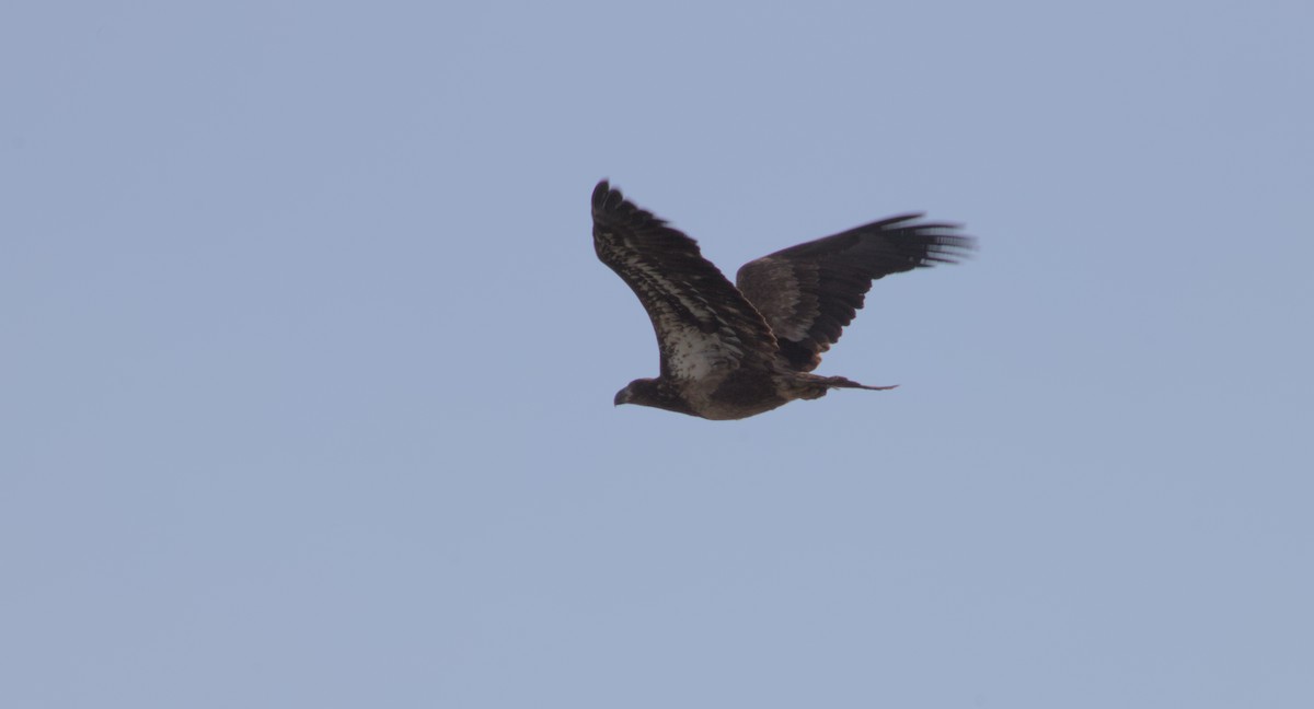 Bald Eagle - ML631808083