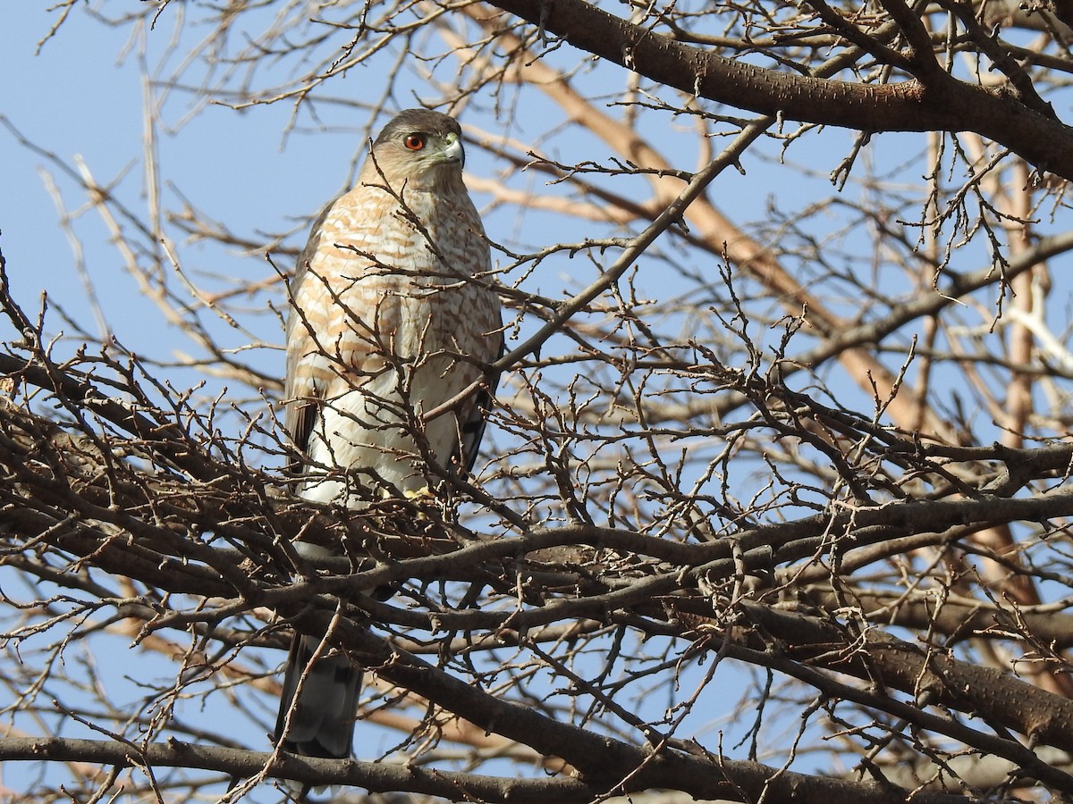 Cooper's Hawk - ML631808188