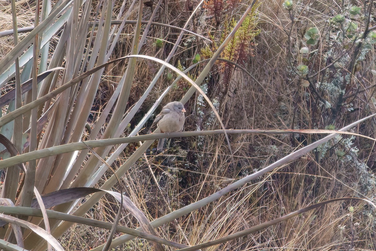 Plain-colored Seedeater - ML631808284