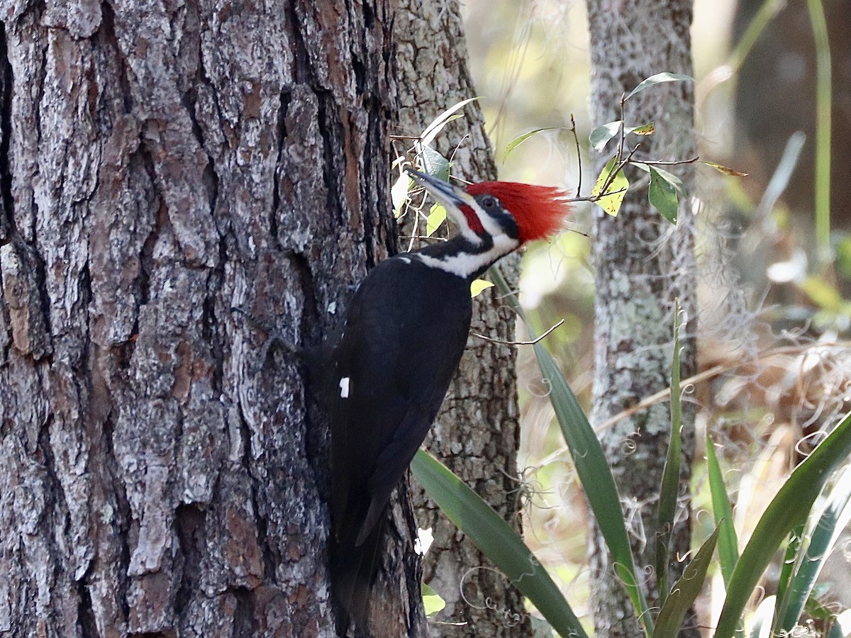 Pileated Woodpecker - ML631808352