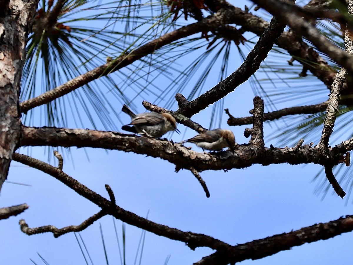 Brown-headed Nuthatch - ML631808363