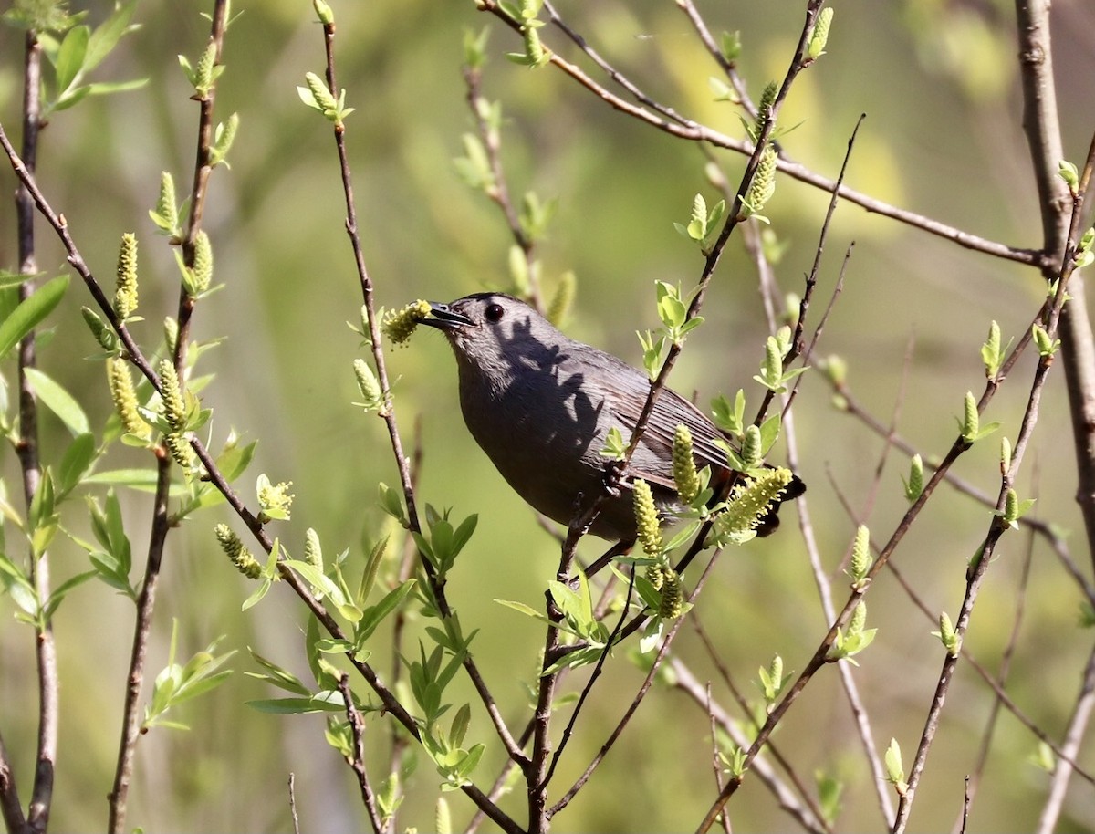 Gray Catbird - ML631808375