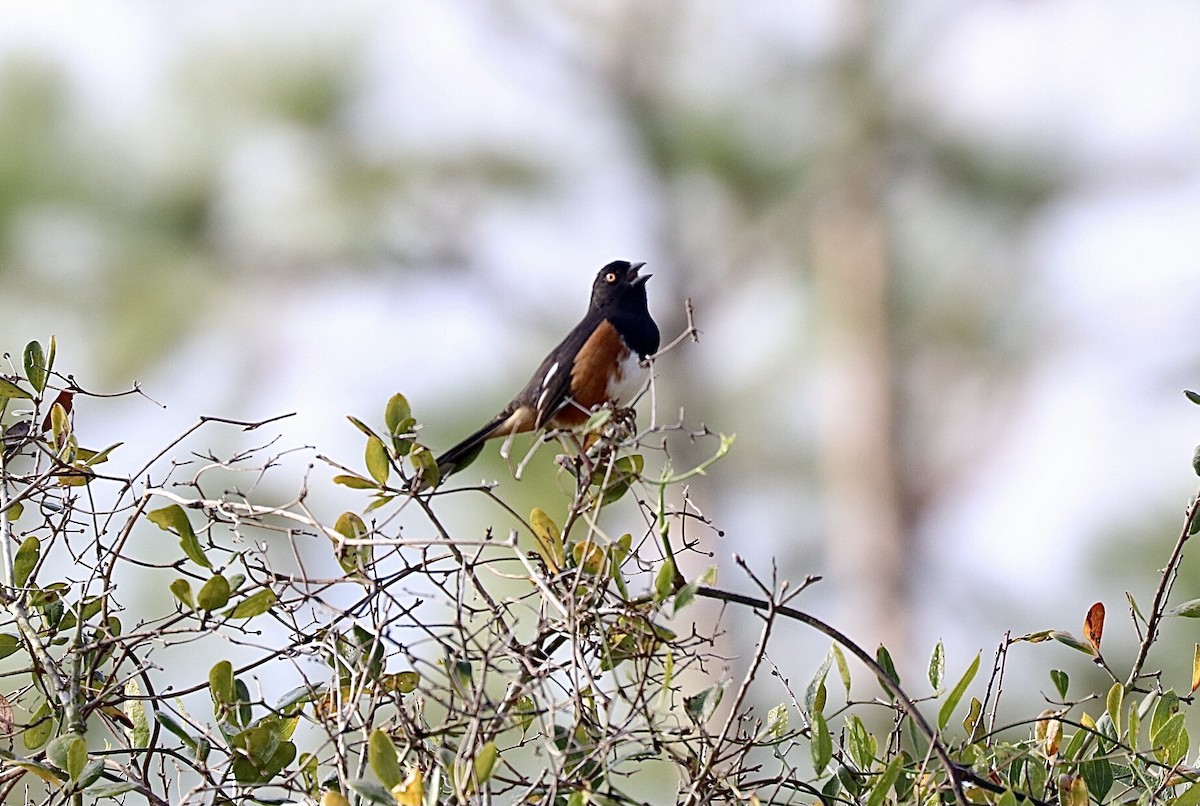 Eastern Towhee - ML631808384
