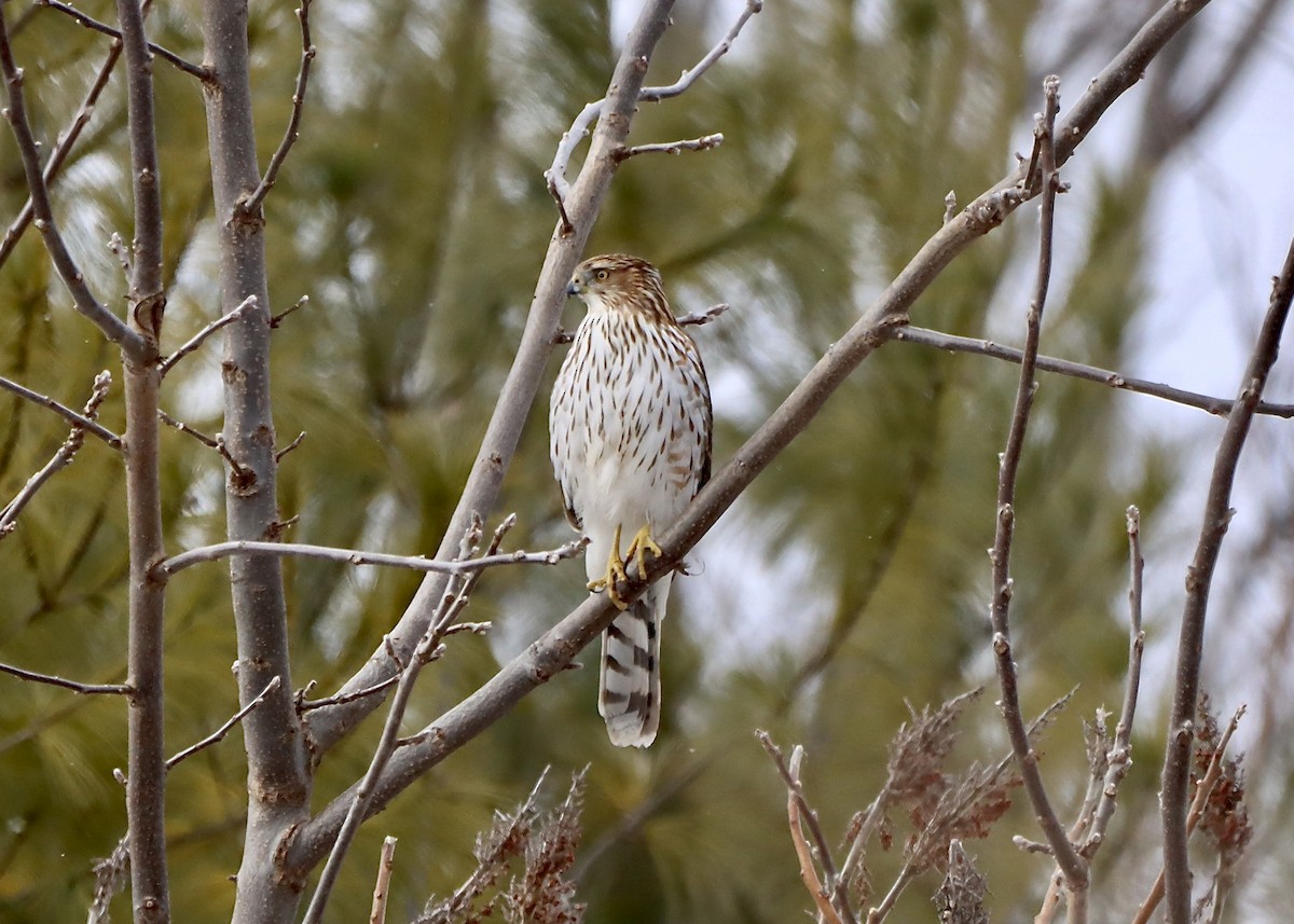 Cooper's Hawk - ML631808430
