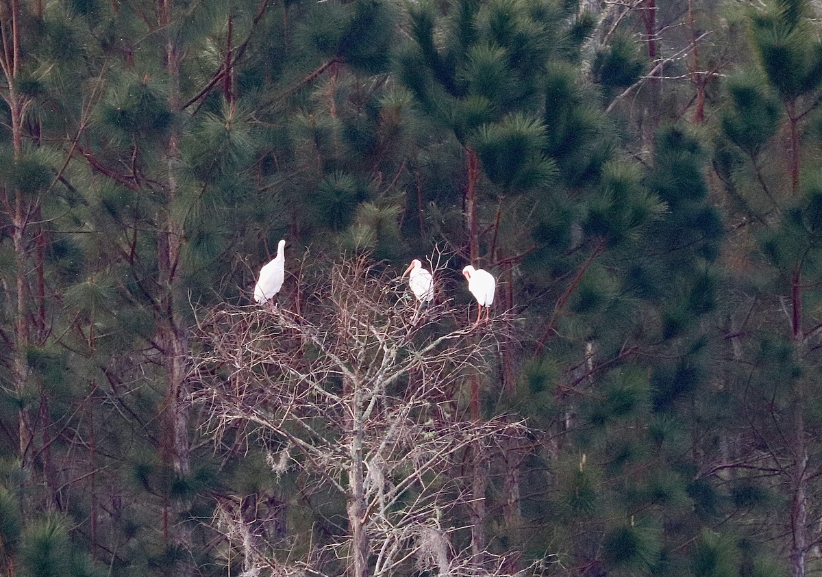 White Ibis - ML631808451