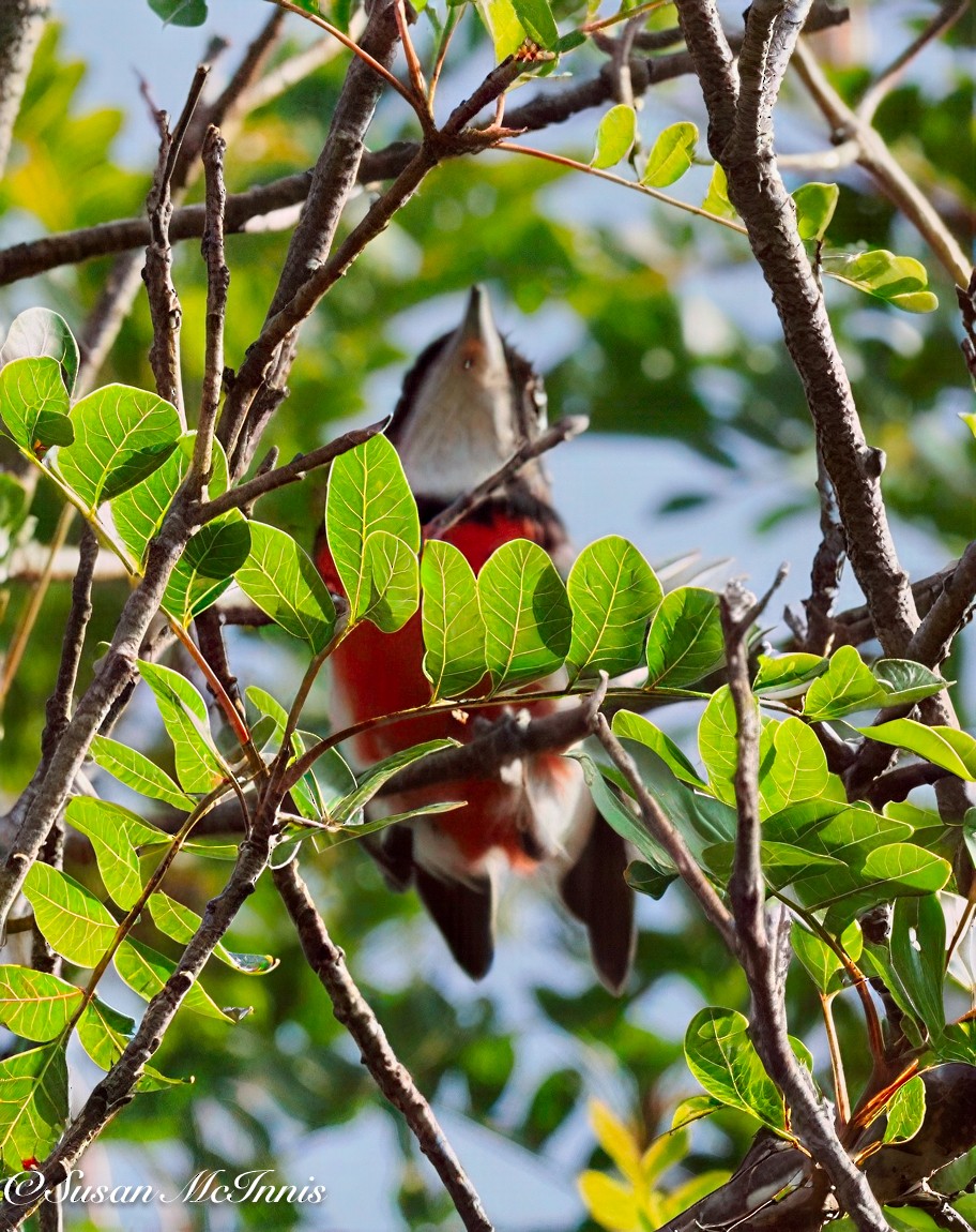 Red-breasted Chat (Red-breasted) - ML631808585