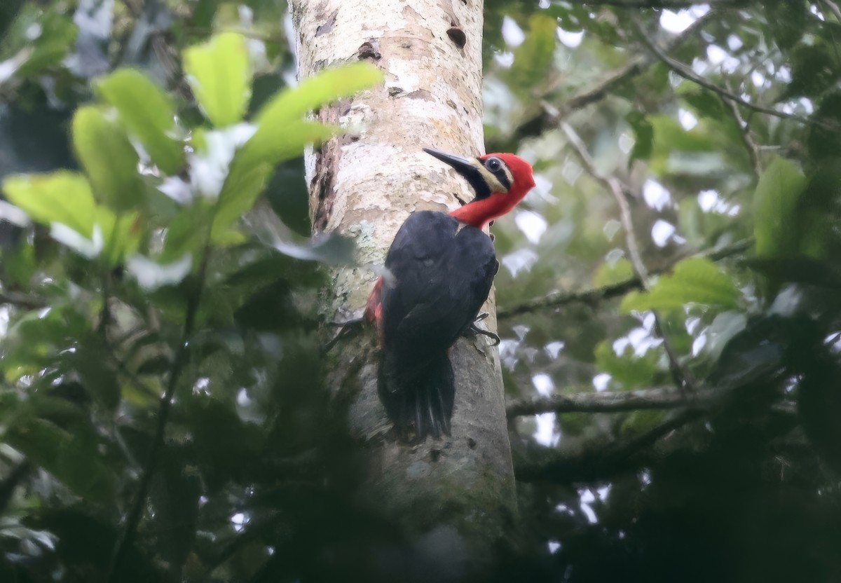 Crimson-bellied Woodpecker (Crimson-bellied) - ML631808595