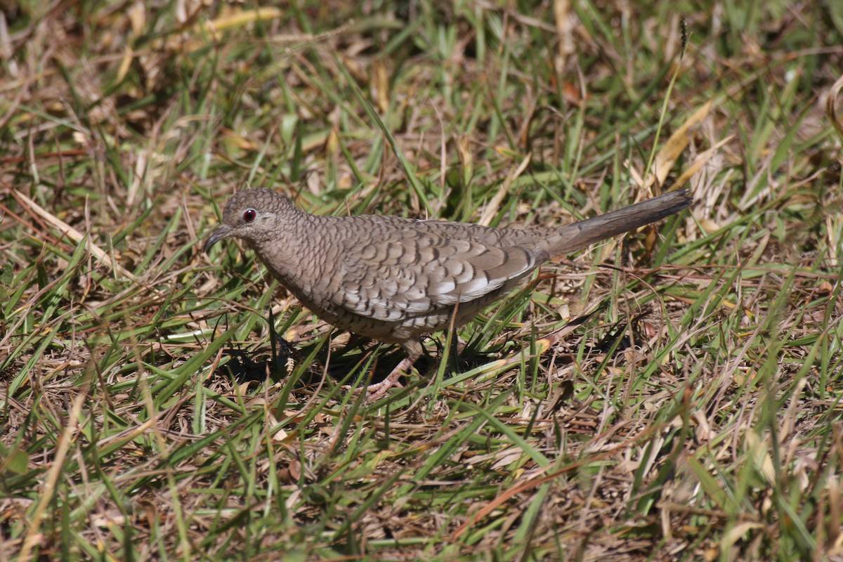 Scaled Dove - ML631808596