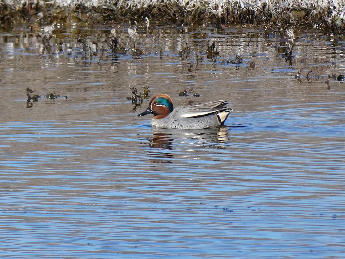 Alzavola (crecca) - ML631808883