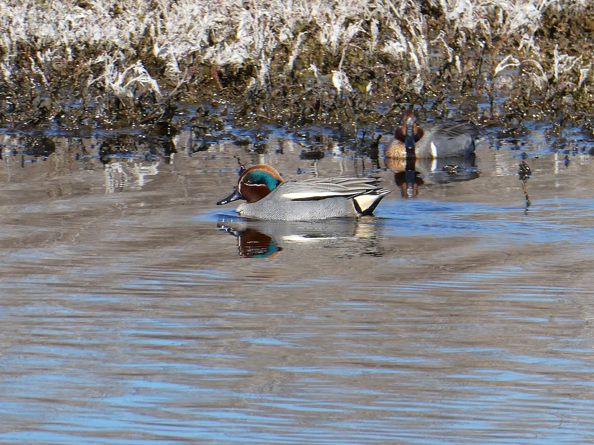 Alzavola (crecca) - ML631808888