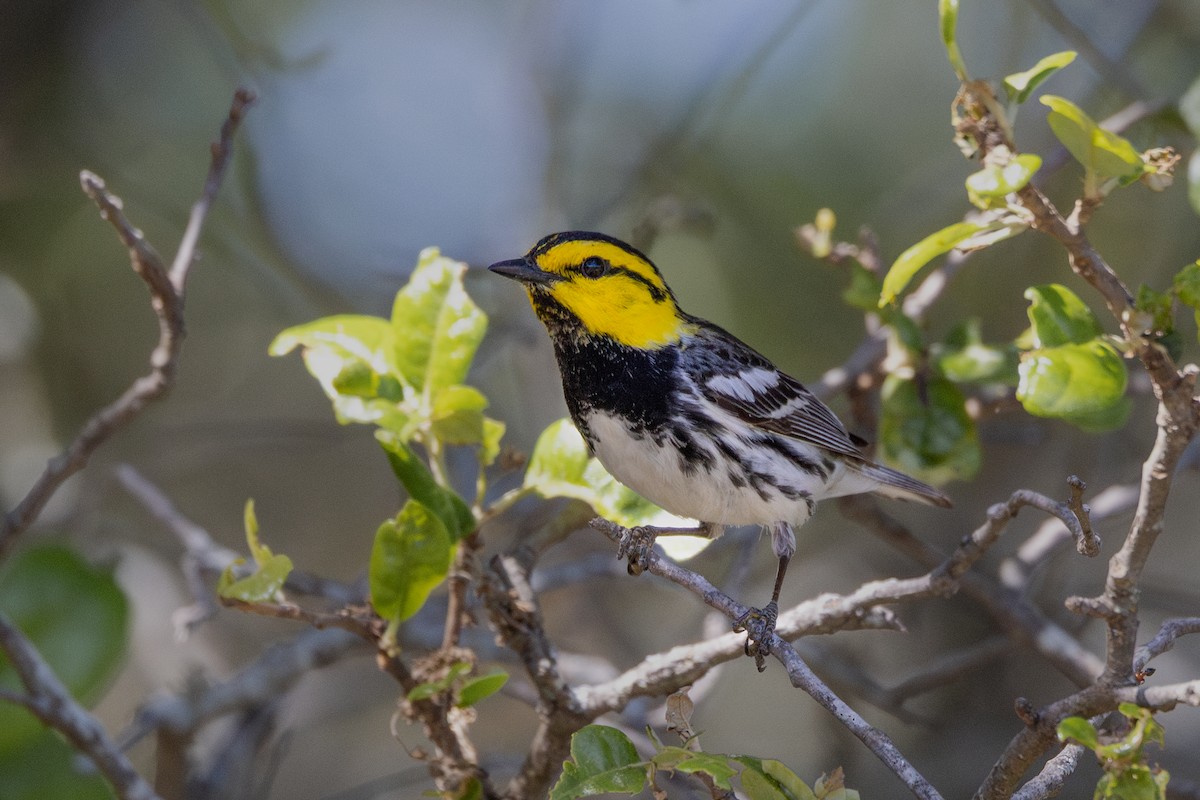 Golden-cheeked Warbler - ML631809020