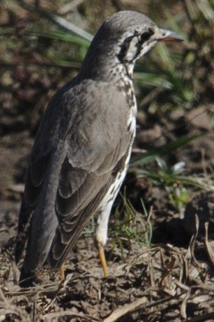 Groundscraper Thrush - ML631809047