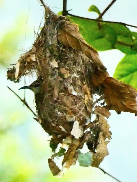 Purple-rumped Sunbird - ML631809051