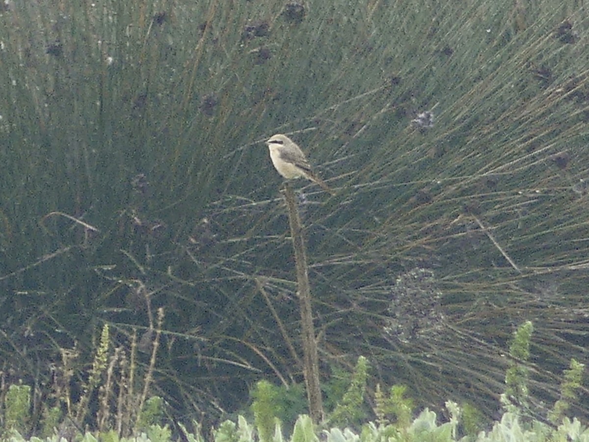 Isabelline Shrike - ML631809090