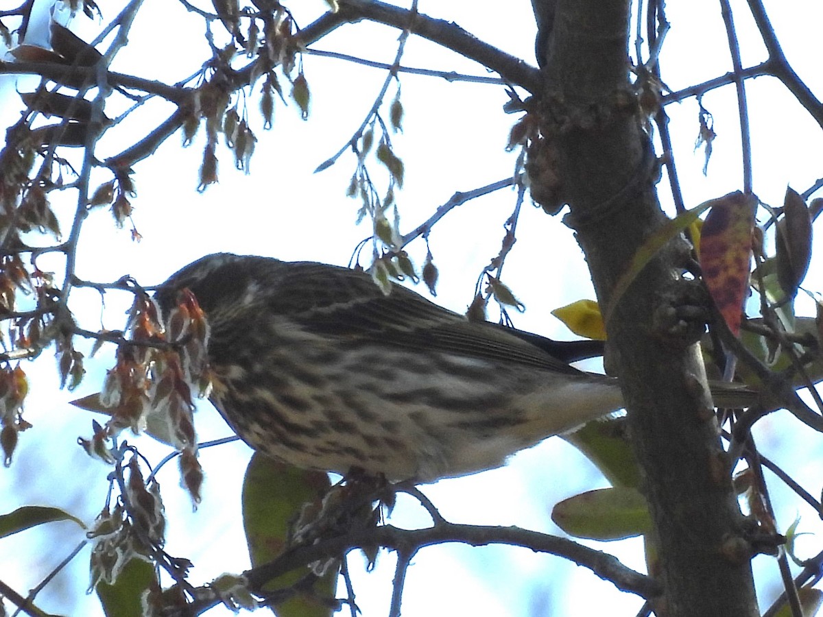 Purple Finch - ML631809192