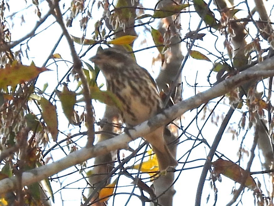 Purple Finch - ML631809193