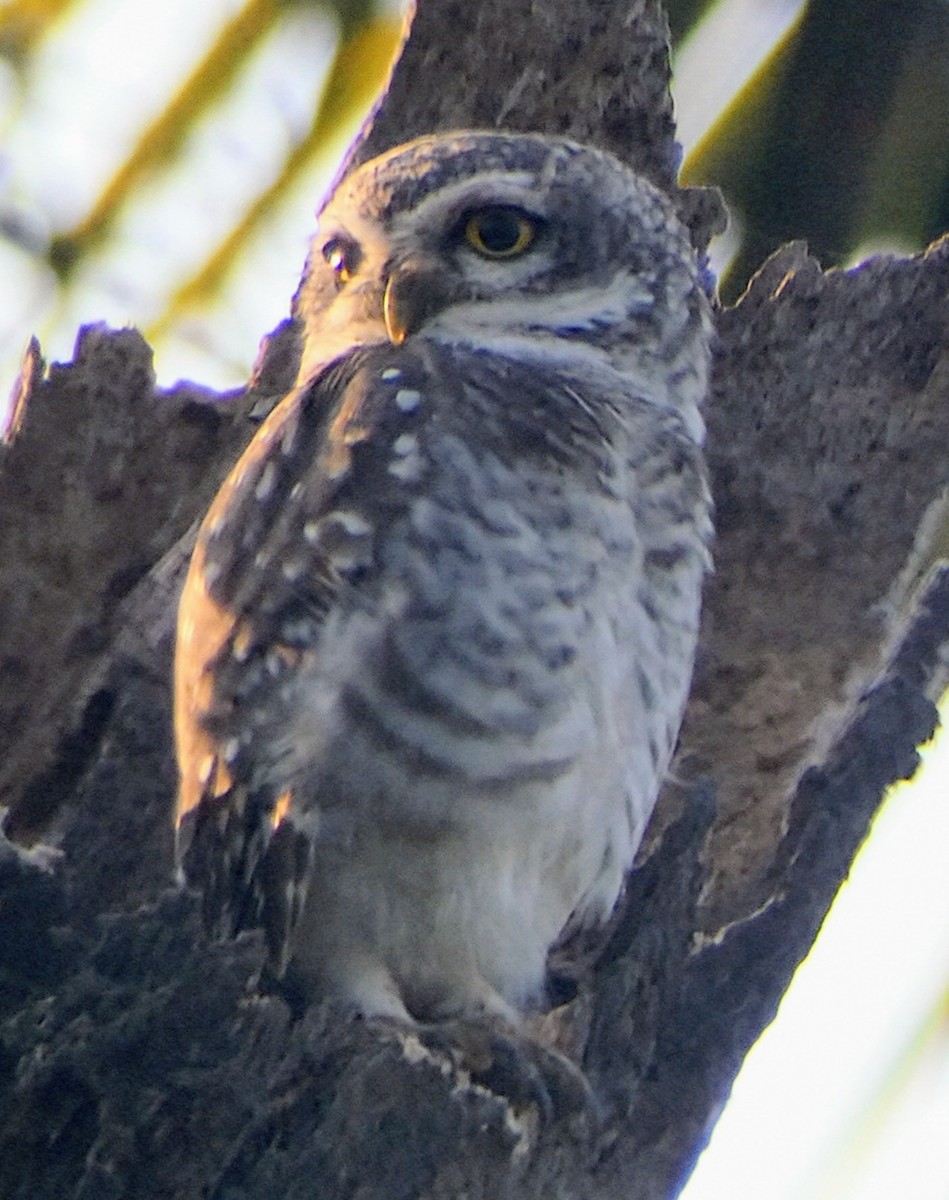 Spotted Owlet - ML631809210