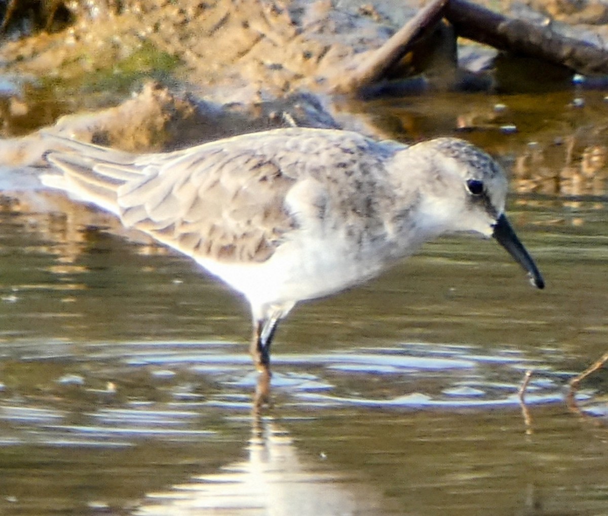 Sanderling - ML631809303