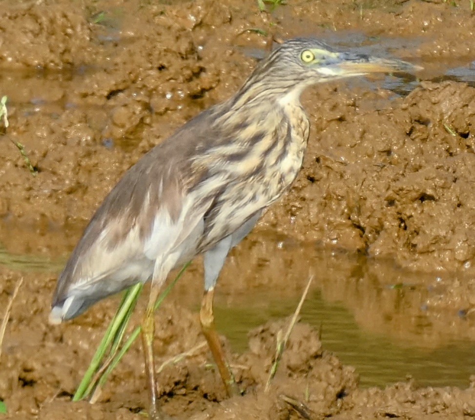 Indian Pond-Heron - ML631809383
