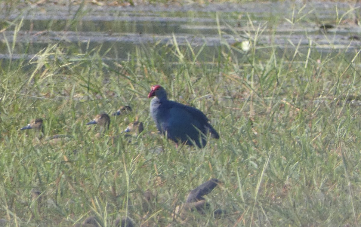 Gray-headed Swamphen - ML631809452