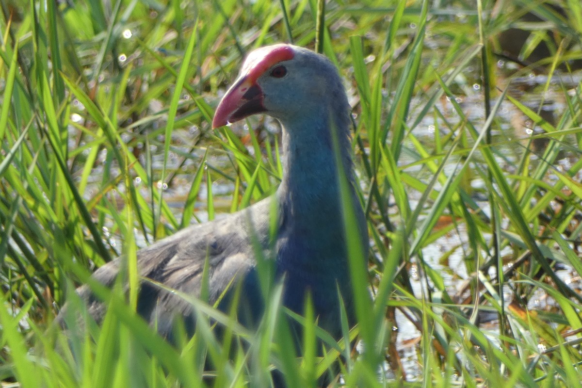 Gray-headed Swamphen - ML631809459