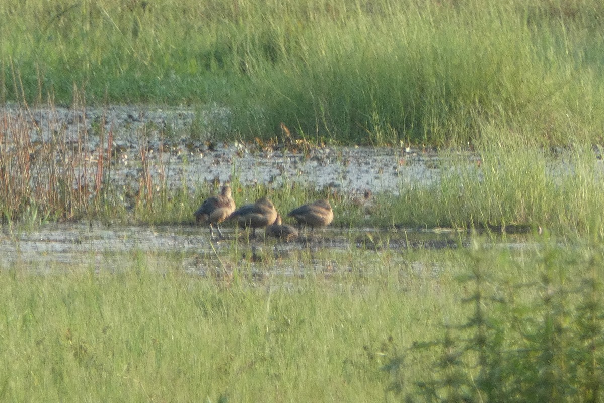 Lesser Whistling-Duck - ML631809517