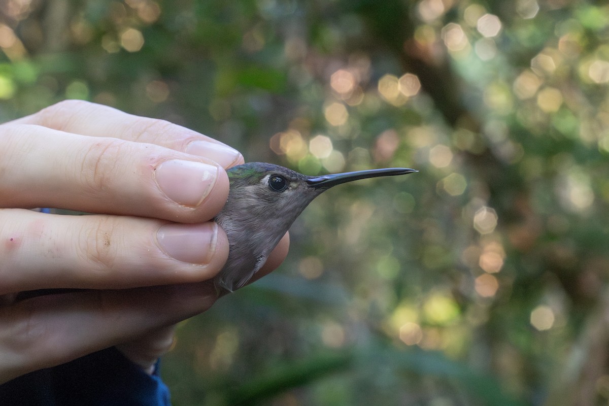 Wedge-tailed Sabrewing (Wedge-tailed) - ML631809547