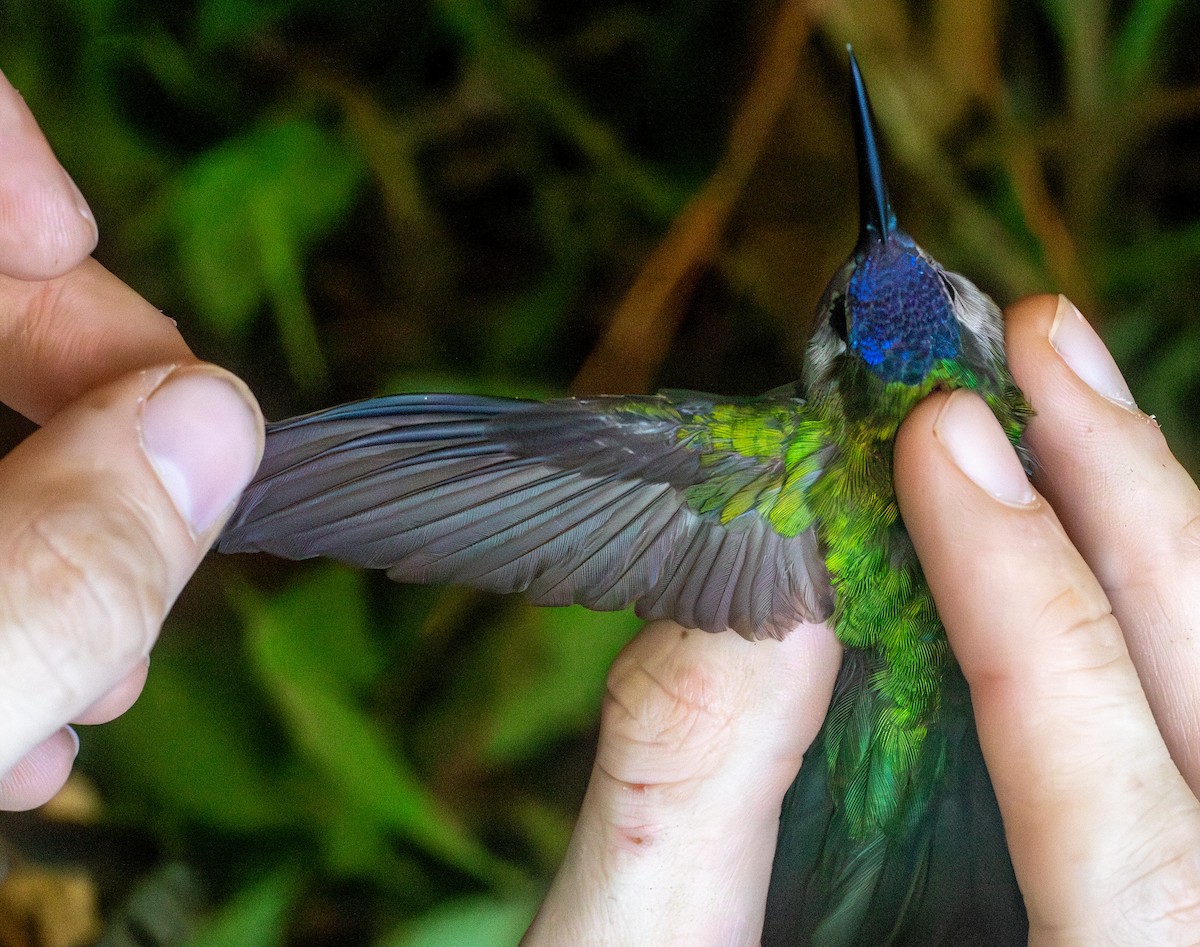 Wedge-tailed Sabrewing (Wedge-tailed) - ML631809582